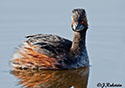 Podiceps nigricollis